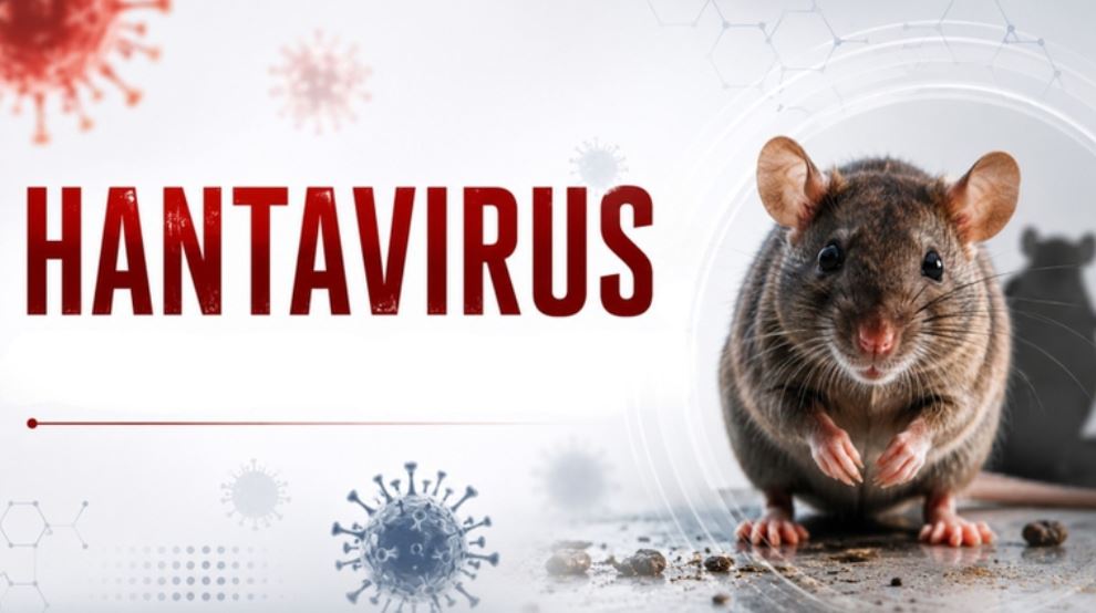 Vì sao hantavirus không lây từ người sang người?