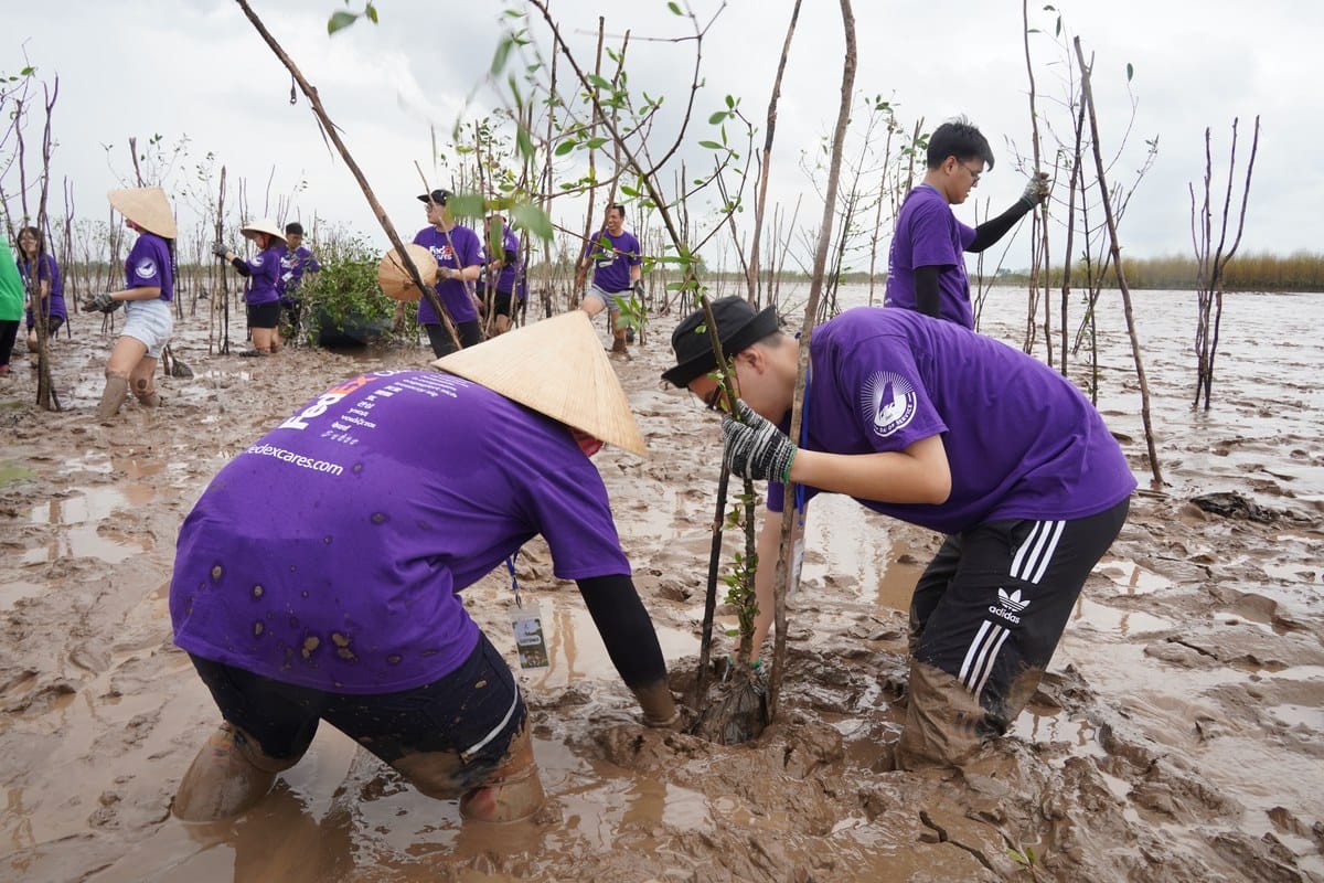 FedEx trồng 100 cây xanh và phục hồi rừng ngập tại Việt Nam