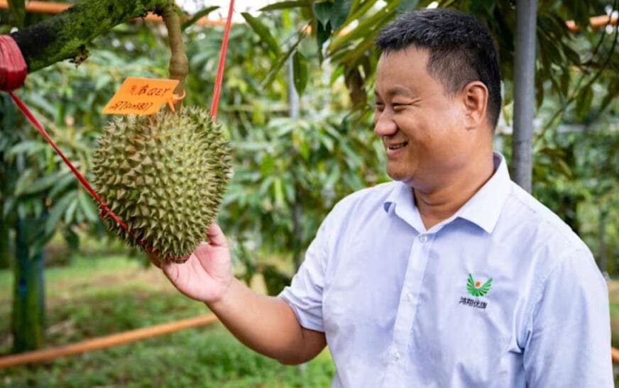 Trung Quốc đang nỗ lực trồng sầu riêng