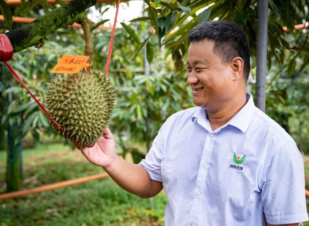 Trung Quốc đang nỗ lực trồng sầu riêng